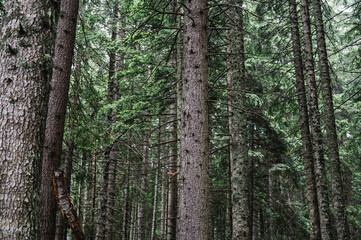Fototapeta premium Alpine Forest and Trees at Black Lake, Durmitor, Montenegro - Balkans Landscape