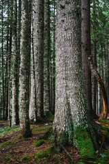 Alpine Forest and Trees at Black Lake, Durmitor, Montenegro - Balkans Landscape