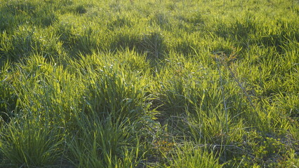 풀,들판,식물,잡초