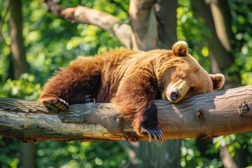 Obraz premium funny bear sleep on a branch sunny day