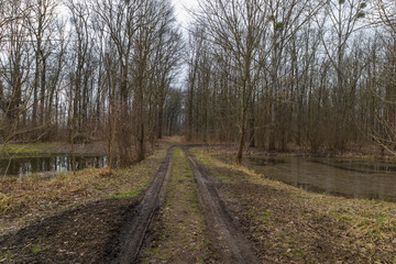 Obraz premium Floodplain forest and willow - Salix caprea. Water flows around the trees. The landscape is illuminated by the setting sun.