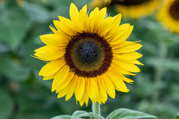 Girasoles en un campo a las faldas de la sierra