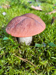 Leccinum fungi, mushrooms, summer in the forest