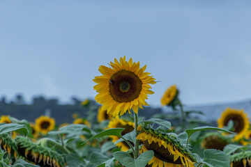 Campo de girasoles en la sierra 