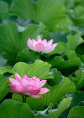 Fototapeta premium 池の中の蓮の花と蓮の植物。美しいピンクの蓮の花。