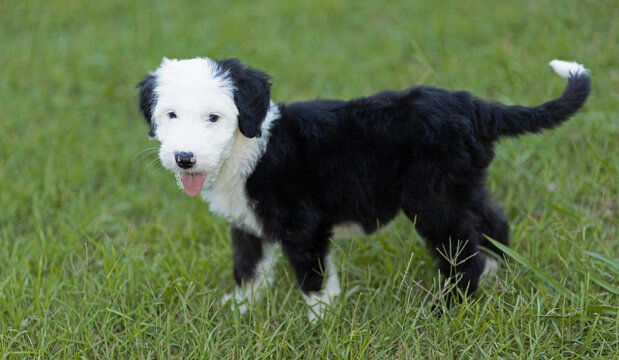 Young sheepadoodle puppy on a green lawn