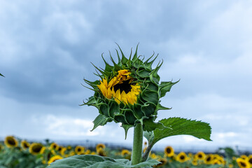 Campo de girasoles en la sierra 