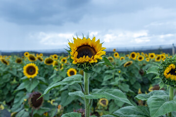 Campo de girasoles en la sierra 