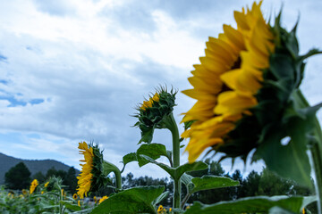 Campo de girasoles en la sierra 