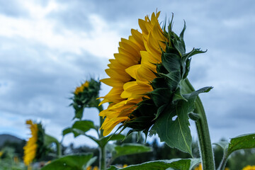 Campo de girasoles y girasoles en la sierra