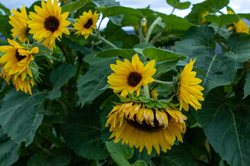 Campo de girasoles en la sierra 