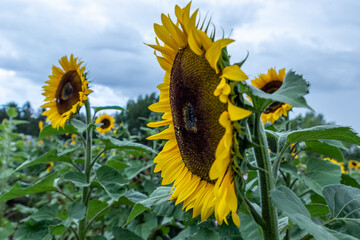 Campo de girasoles en la sierra 