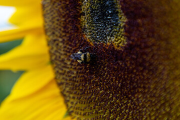 Campo de girasoles en la sierra 