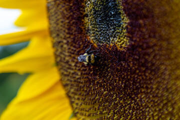 Campo de girasoles y girasoles en la sierra