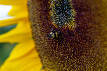 Campo de girasoles en la sierra 