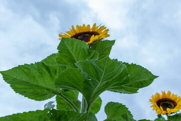 Campo de girasoles en la sierra 
