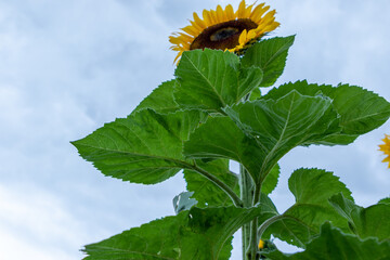 Campo de girasoles y girasoles en la sierra