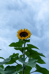 Campo de girasoles en la sierra 