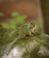 Baby Squirrel