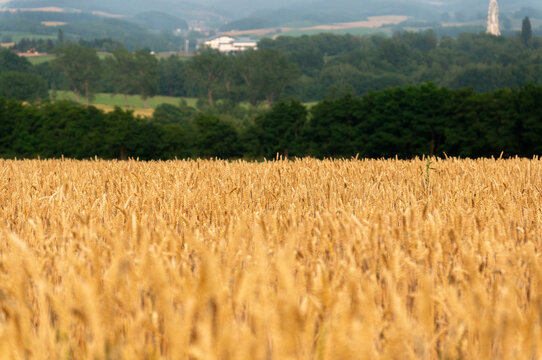 wheat field in the summer