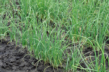 growing organic green onion in the vegetable garden