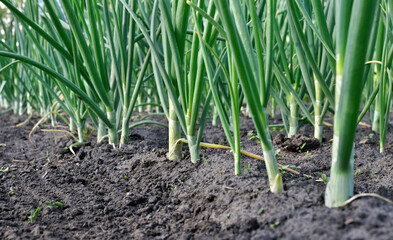 close-up of growing organic green onion in the vegetable garden