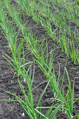 close-up of growing organic green onion in the vegetable garden, vertical composition