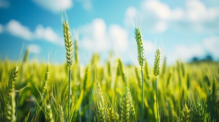 Obraz premium Picture of lush green wheat field under a bright blue sky. This is a beautiful nature shot perfect for backgrounds and agricultural themes. The vibrant colors make it visually appealing. AI