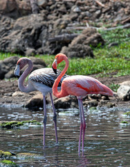 Pink flamingo on island of Bonaire