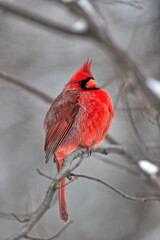 red cardinal in park