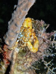 Porcelain crabs  on night dive, Bonaire