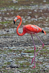 Fototapeta premium Pink flamingo on island of Bonaire
