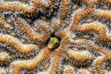 Acanthemblemaria spinosa, spinyhead blenny