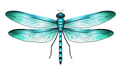 Dragonfly isolated on pure white background