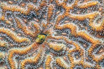 Acanthemblemaria spinosa, spinyhead blenny