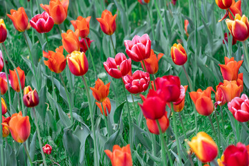 Mix yellow and red flowers tulips blossom in river embankment. Bulbous ornamental tulipa plants of liliaceae family grow on flowerbed. Floral petals bloom. Flower carpet from buds. Landscaping parks.