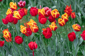 Mix yellow and red flowers tulips blossom in river embankment. Bulbous ornamental tulipa plants of...