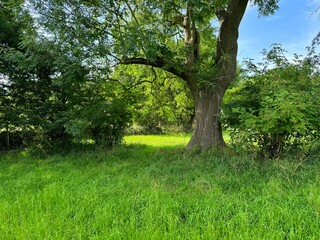 Sunlight streams through the branches of a towering tree in a verdant meadow, encircled by dense bushes and old trees, crafting a tranquil and idyllic landscape in Heaton, Bradford, UK.