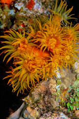 Orange cup coral,Tubastraea coccinea,