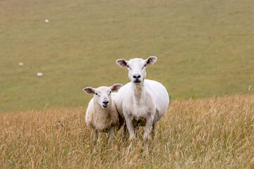 A close up of sheep in the Sussex countryside, with a shallow depth of field