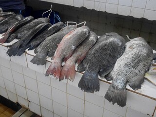 フィジーのナンディマーケットの魚売り場の魚（マツダイなど）