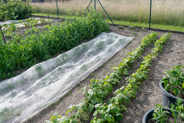 Vegetable beds with beans, chard, peas and sowing with fleece cover