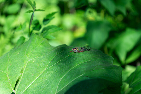 ant on a leaf