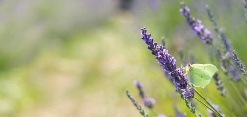 A yellow butterfly on a lavender flower. Lavender field. Mental health, vitality, anti-stress. Mental care, rest. Summer mood.