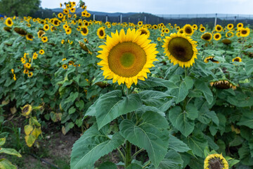Campo de girasoles en la sierra 