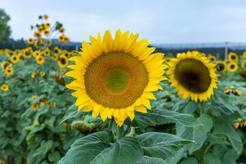 Campo de girasoles en la sierra 