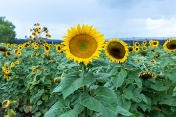 Campo de girasoles en la sierra 