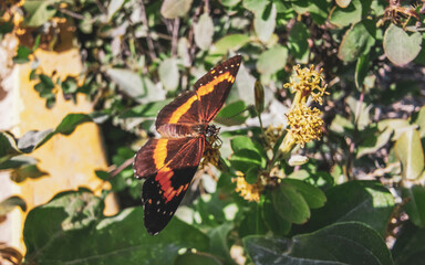 Tropical butterfly on flower plant in forest and nature Mexico.