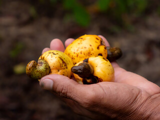 amazonia