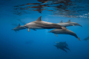 Dolphins swims underwater in blue sea. Dolphins pod in Indian ocean